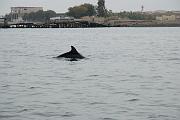 Islas Ballestas, delfín